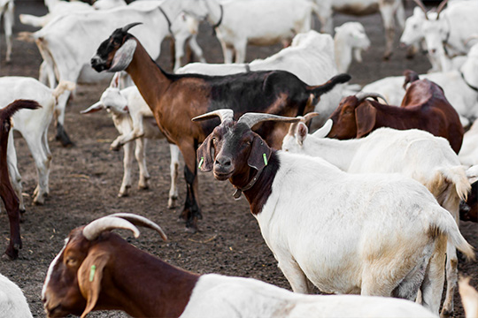 Livestock Insurance