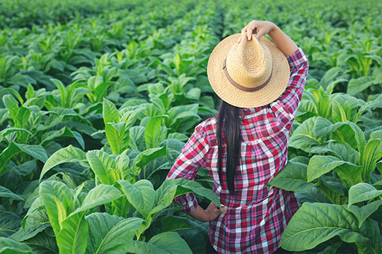 Tobacco Insurance